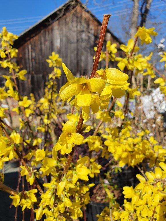 Forsythia Lynwood Blüte klein