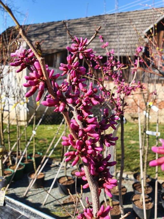 Cercis canadensis Avondale Blüte klein