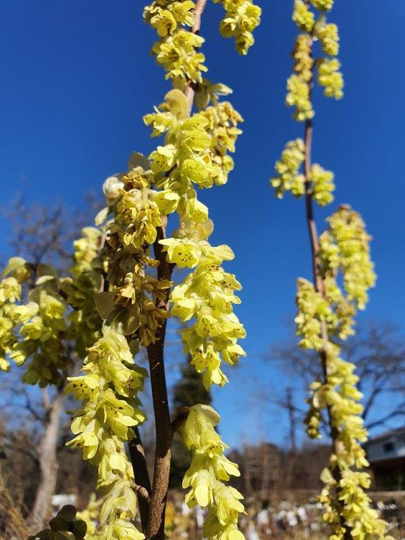 Corylopsis pauciflora oder chinensis Blüte klein